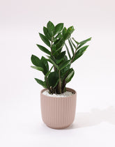 Green Zamia Plant